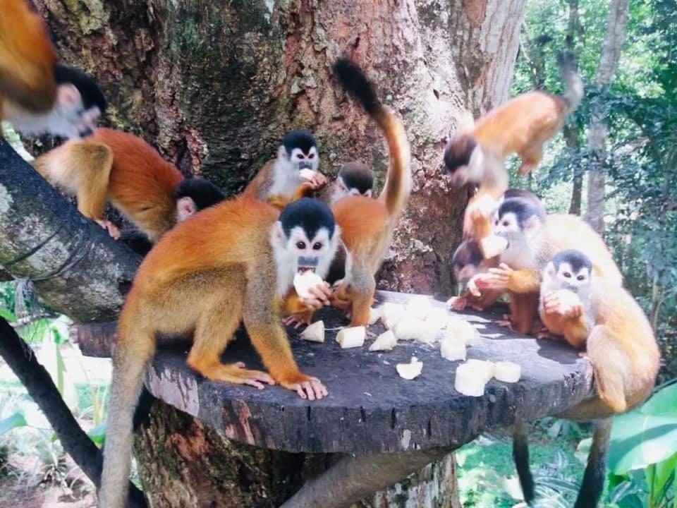 La Purruja Lodge Гольфито Экстерьер фото