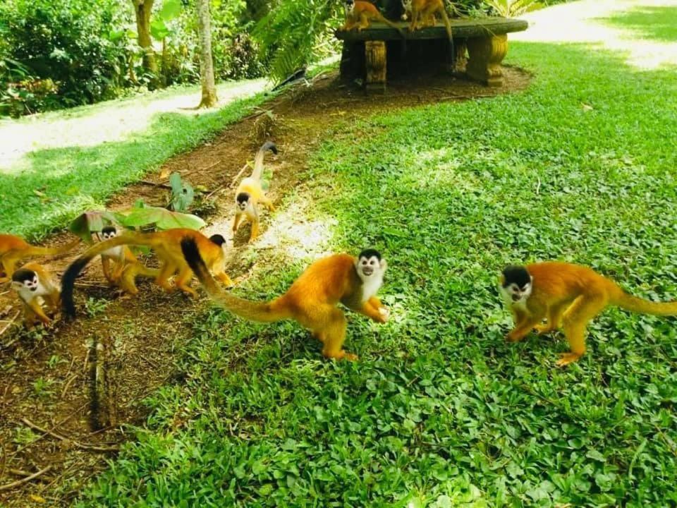 La Purruja Lodge Гольфито Экстерьер фото