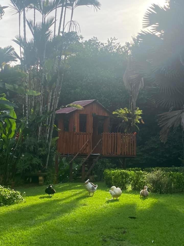 La Purruja Lodge Гольфито Экстерьер фото